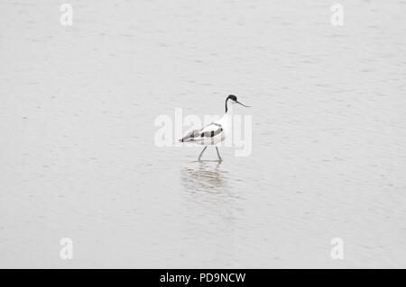 Avocette élégante (Recurvirostra) Banque D'Images