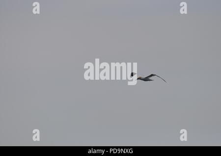 Fou de Bassan en vol (Morus) (Morus bassanus) Gannett (flying) Banque D'Images