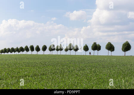 Scène minimaliste d'un couple marchant dans l'allée d'arbres Banque D'Images