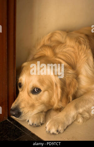 Déco, mon golden retriever, photographiés avec un 50 mm, large ouverture, lumière de fin de soirée Banque D'Images