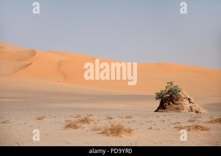 Les idoles de pierre avec un arbre vert au milieu du sable jaune du désert du Sahara, un coucher de soleil au milieu de la dune, un pâle bleu ciel. Banque D'Images