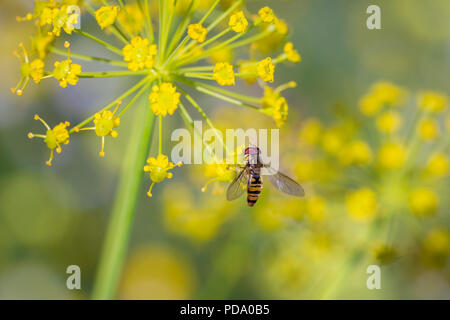 Syrphus ribesii est une espèce holarctique de hoverfly. Banque D'Images