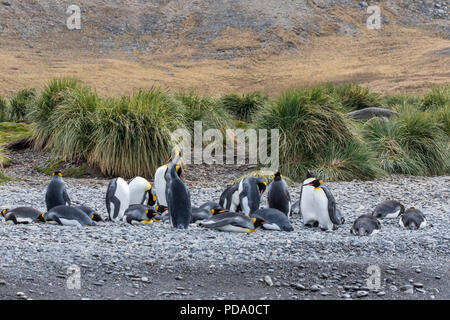 Manchots sur un rivage rocheux à l'Îles Géorgie du Sud Banque D'Images