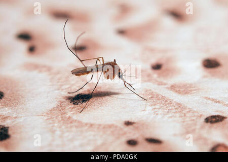 Maison commune de la faim (de moustiques Culex pipiens) assis sur le mur dans la salle d'attente l'obscurité. Banque D'Images