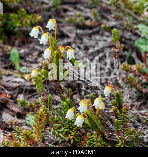 Les fleurs sensibles de l'Arctique Heather Bell fleur sur la toundra de Nome, Alaska Banque D'Images