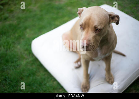 Top View close up head shot of pit bull dog assis sur un matelas blanc Banque D'Images