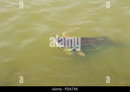 Pangasianodon hypophthalmus dans l'eau Banque D'Images