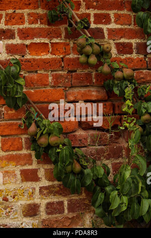 Pear Tree croissant sur un vieux mur de jardin, UK Banque D'Images