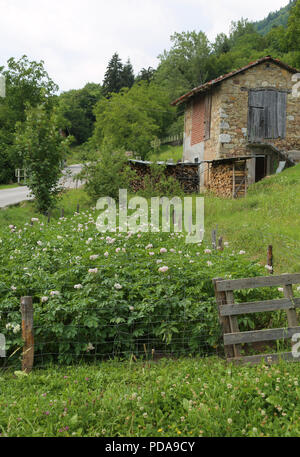 Champ de pommes de terre avec des plantes à fleurs et une vieille cabine de montagne dans le nord de l'Italie Banque D'Images
