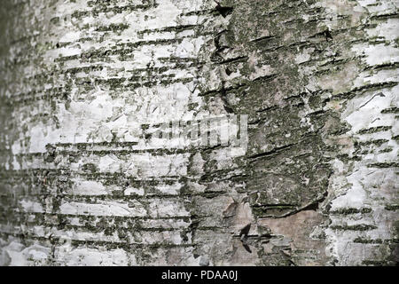 Vieux bouleau l'écorce des arbres. Close-up texture de fond naturel Banque D'Images