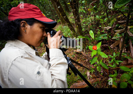 Photographe Macro prendre des photos d'une fleur des lèvres brûlantes dans la forêt tropicale à Burbayar réserve naturelle, République du Panama. Banque D'Images