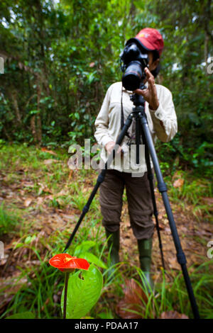 Photographe Macro prendre des photos d'une fleur des lèvres brûlantes dans la forêt tropicale à Burbayar réserve naturelle, République du Panama. Banque D'Images