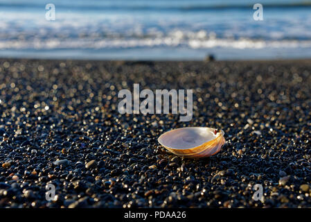 Beau Soleil seashell sur plage de galets avec des vagues en arrière-plan Banque D'Images