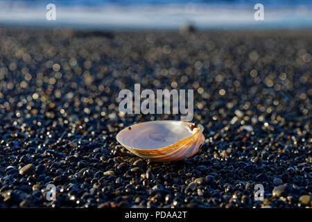 Retour allumé shell sur plage de galets avec vue sur la mer en arrière-plan Banque D'Images