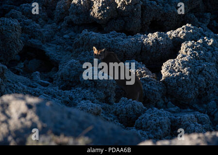 Femelle adulte Puma de Patagonie sauvage sur le calcium des rochers près du lac Sarmiento dans le Parc National Torres del Paine, Chili Banque D'Images