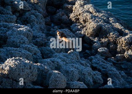 Femelle adulte sauvage Puma Patagonie debout sur des formations de roche de calcium le long de rives du lac Sarmiento, Parc National Torres del Paine, Chili Banque D'Images