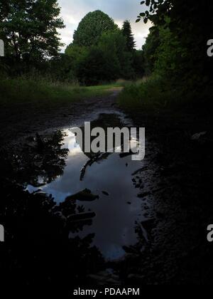 Chemin dans la forêt après la pluie avec une flaque d'eau reflétant le ciel bleu et vert des arbres en arrière-plan. Banque D'Images