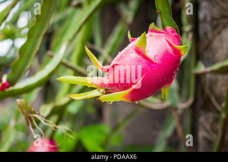 Dragon Fruit sur l'arbre après la pluie dans le jardin Banque D'Images