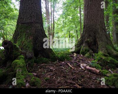 Les troncs des arbres dans un écrin de forste avec un lac sauvage dans l'arrière-plan Banque D'Images