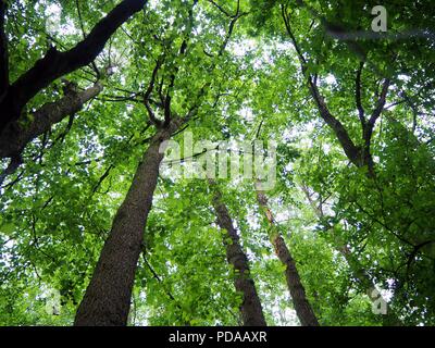 Les troncs des arbres dans un écrin de forste avec un lac sauvage dans l'arrière-plan Banque D'Images