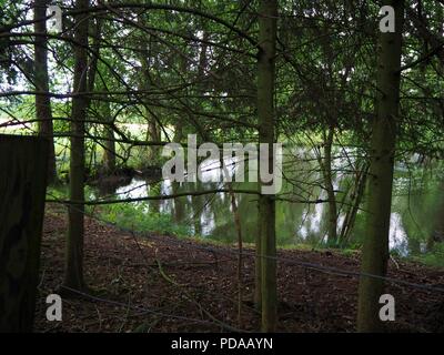 Les troncs des arbres dans un écrin de forste avec un lac sauvage dans l'arrière-plan Banque D'Images