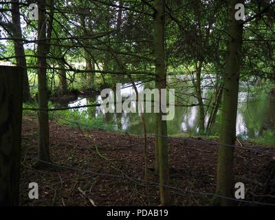 Les troncs des arbres dans un écrin de forste avec un lac sauvage dans l'arrière-plan Banque D'Images