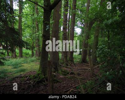 Les troncs des arbres dans un écrin de forste avec un lac sauvage dans l'arrière-plan Banque D'Images