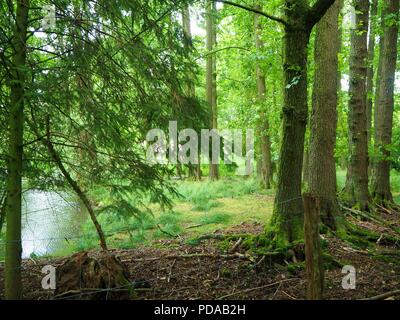 Les troncs des arbres dans un écrin de forste avec un lac sauvage dans l'arrière-plan Banque D'Images