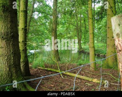 Les troncs des arbres dans un écrin de forste avec un lac sauvage dans l'arrière-plan Banque D'Images
