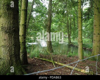 Les troncs des arbres dans un écrin de forste avec un lac sauvage dans l'arrière-plan Banque D'Images