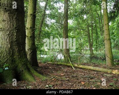 Les troncs des arbres dans un écrin de forste avec un lac sauvage dans l'arrière-plan Banque D'Images