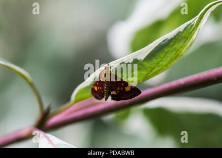 Un papillon de menthe (pyrausta aurata) sur la feuille d'un cornouiller (cornus) Banque D'Images