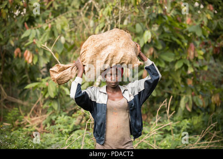 Le travailleur porte un sac de fèves de cacao fraîchement récoltés sur une plantation de cacao dans le district de Mukono, Ouganda, Afrique de l'Est. Banque D'Images