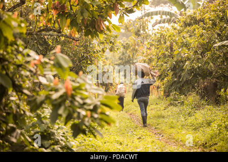 Marche des travailleurs au moyen d'une plantation de cacao avec des sacs de fèves de cacao fraîchement récoltés gousses dans le district de Mukono, Ouganda, Afrique de l'Est. Banque D'Images