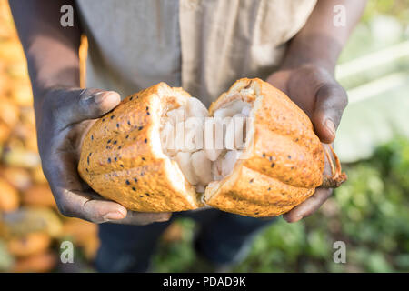 Les cabosses sont ouvertes pour révéler doux, fruits charnus, enveloppant les grains de cacao dans le district de Mukono, Ouganda, Afrique de l'Est. Banque D'Images