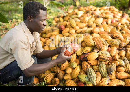 Un travailleur se fractionne une fève de cacao fraîchement récolté dans une plantation pod dans le district de Mukono, Ouganda, Afrique de l'Est. Banque D'Images