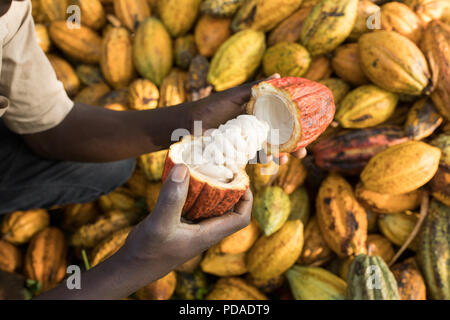 Les cabosses sont ouvertes pour révéler doux, fruits charnus enveloppant les grains de cacao dans le district de Mukono, Ouganda, Afrique de l'Est. Banque D'Images