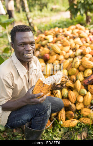 Un travailleur se fractionne une fève de cacao fraîchement récolté dans une plantation pod dans le district de Mukono, Ouganda, Afrique de l'Est. Banque D'Images