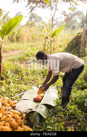 Un travailleur se fractionne une fève de cacao fraîchement récolté dans une plantation pod dans le district de Mukono, Ouganda, Afrique de l'Est. Banque D'Images