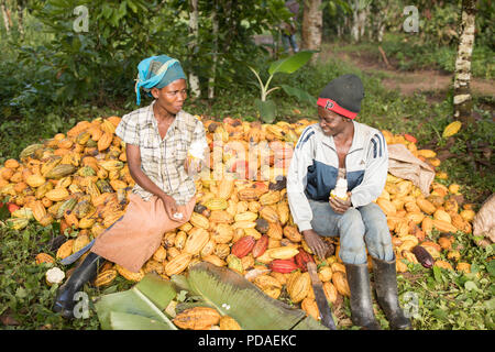 Savourez le doux fruit travailleurs off de fèves de cacao, recrachant le bean qui seront utilisés dans la fabrication du chocolat à plantation à Mukono, Ouganda. Banque D'Images