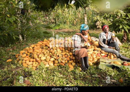 Savourez le doux fruit travailleurs off de fèves de cacao, recrachant le bean qui seront utilisés dans la fabrication du chocolat à plantation à Mukono, Ouganda. Banque D'Images