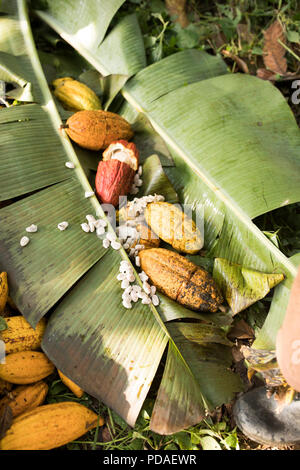 Les cabosses sont ouvertes pour révéler doux, fruits charnus enveloppant les grains de cacao dans le district de Mukono, Ouganda, Afrique de l'Est. Banque D'Images