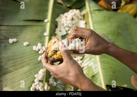 Les cabosses sont ouvertes pour révéler doux, fruits charnus enveloppant les grains de cacao dans le district de Mukono, Ouganda, Afrique de l'Est. Banque D'Images