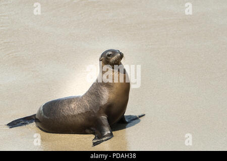 Portrait de lions de mer sur la plage Banque D'Images