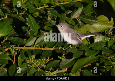 Portrait d'un gnatcatcher gris bleu, Polioptila caerulea. Banque D'Images