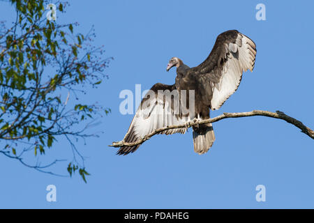 Un vautour noir, Coragyps atratus, avec ses ailes se répandent. Banque D'Images