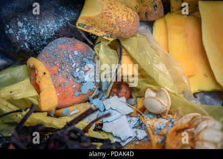 Les déchets de cuisine épluchures dans un sac prêt pour le recyclage en compost de jardin jardiniers montrant comment réutiliser les déchets ménagers de tous les jours Banque D'Images