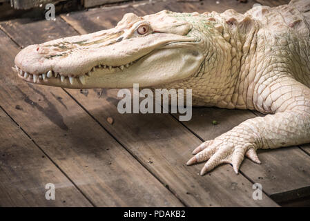 Albino alligator à St Augustine Alligator Farm Zoological Park à Saint Augustine, FL. (USA) Banque D'Images