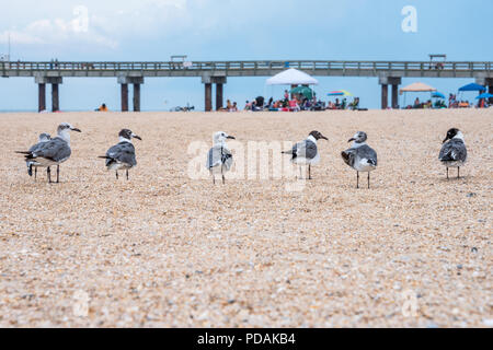 Une rangée de mouettes les passants à Saint Augustine Beach sur l'Île Anastasia à Saint Augustine, en Floride. (USA) Banque D'Images