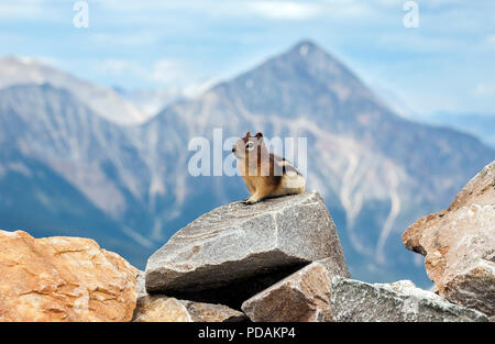 Golden- spermophile à mante dorée dans le Parc National de Jasper, Canada Banque D'Images